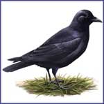 American Crow